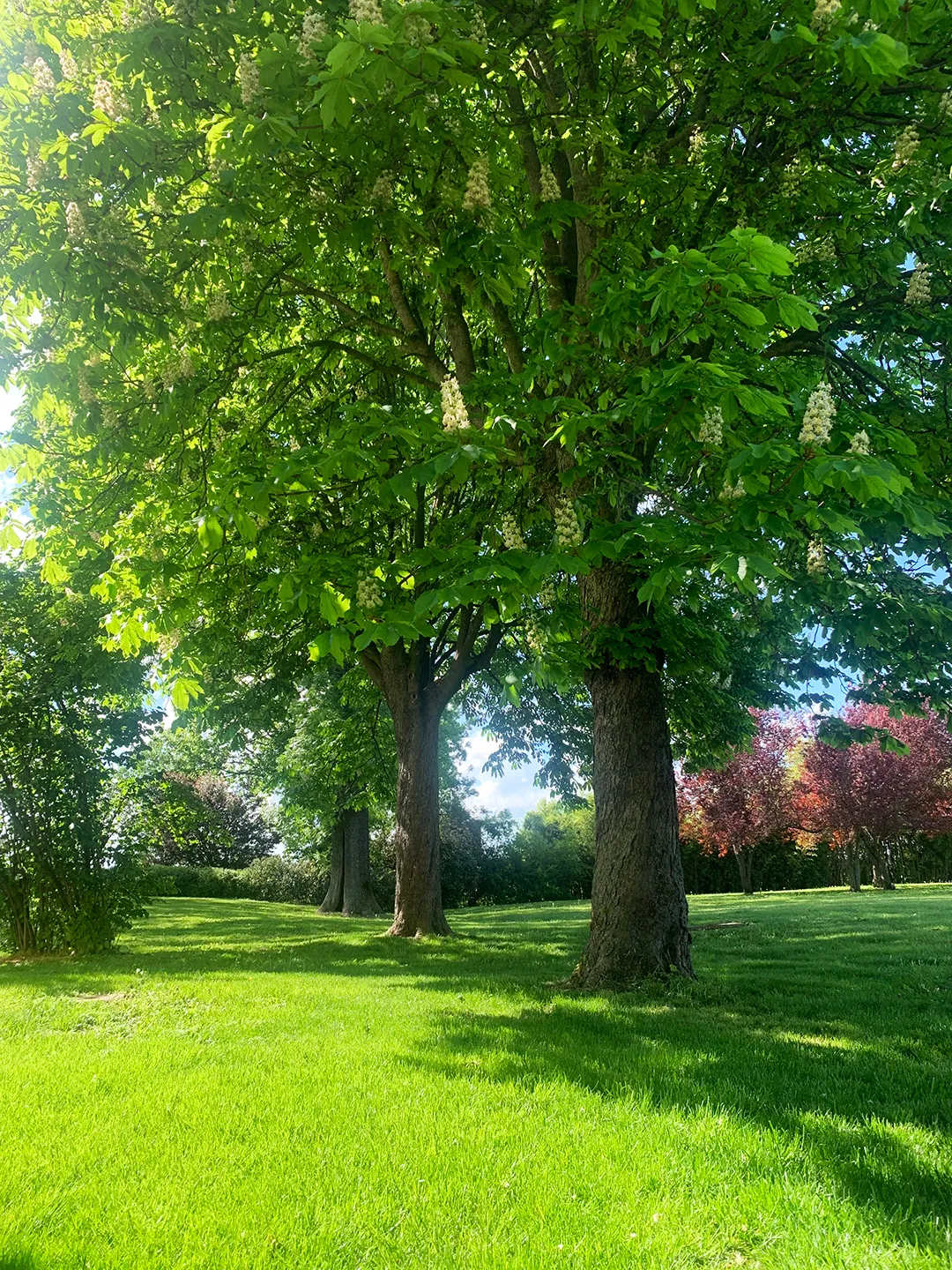 Giardino con alberi secolari e sentieri ombreggiati nella villa