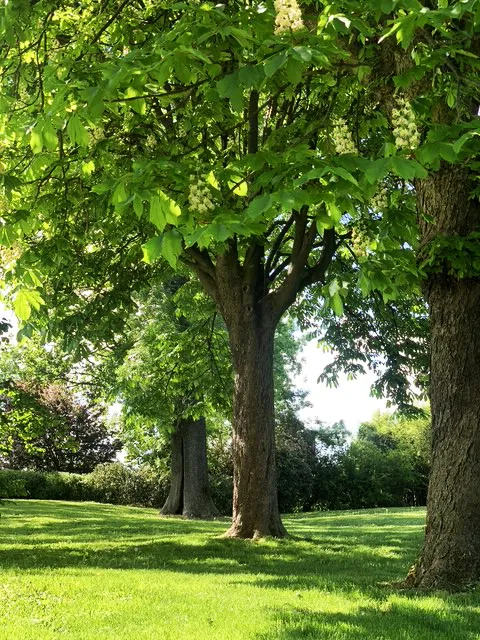 Giardino con alberi secolari e sentieri ombreggiati nella villa